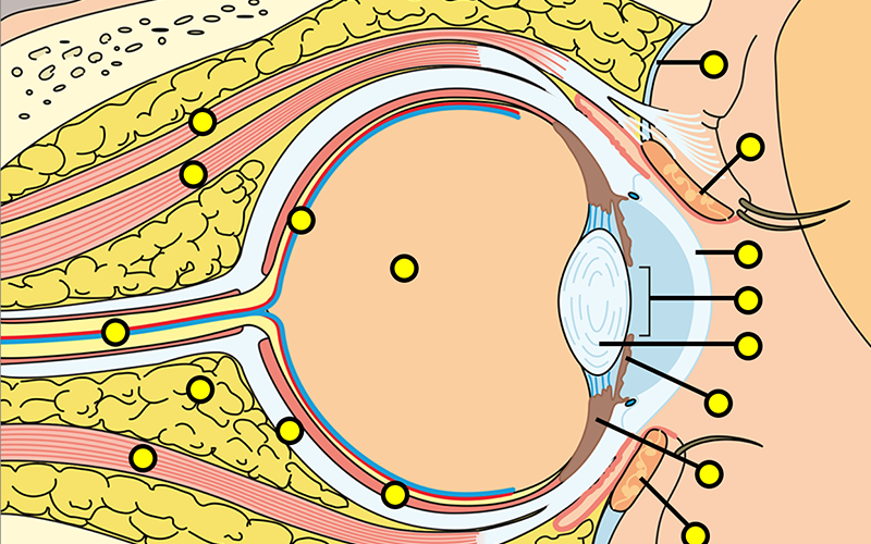 Sagittal Section of the Eye